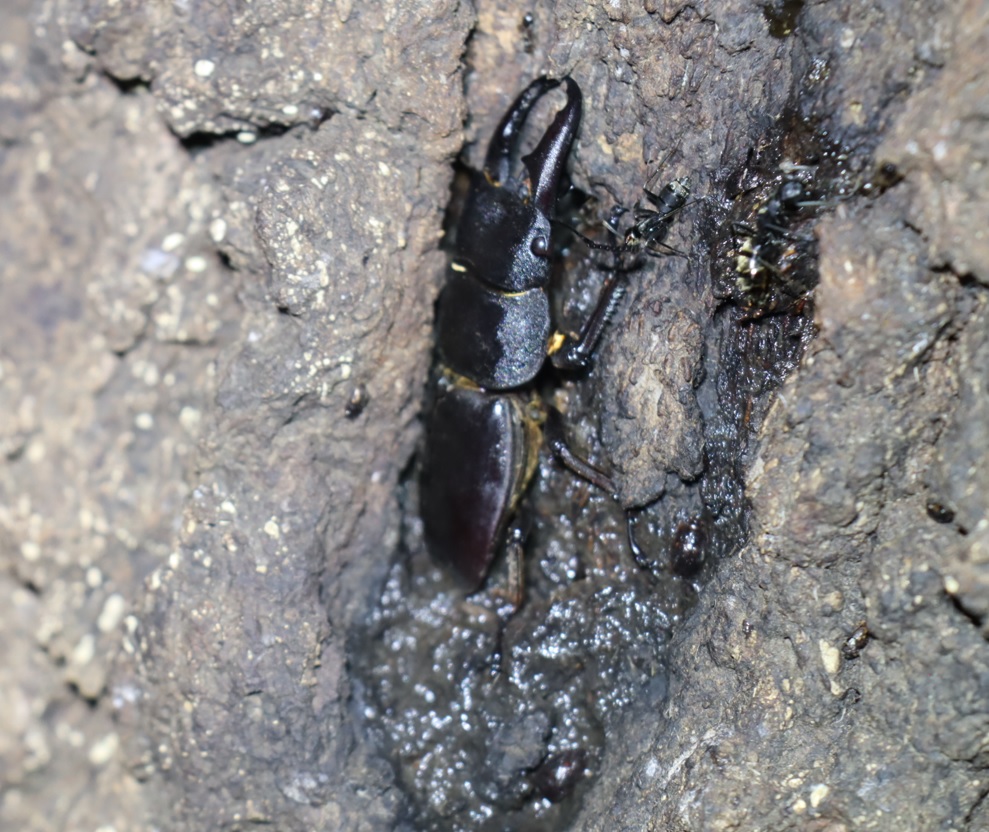 ヒラタクワガタ♂（49mm）-アングル2_No7のクヌギ_クワガタ達のオアシス_2023年7月19日19時35分 気温28.7度